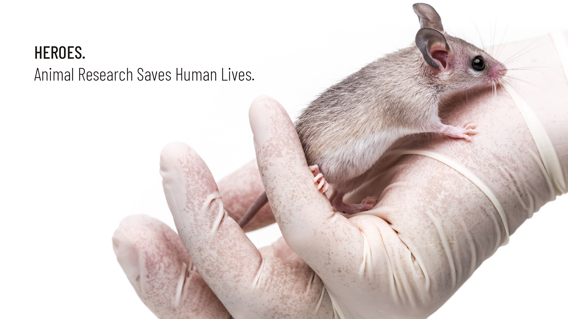 Researchers and the animals used for medical research are heroes.