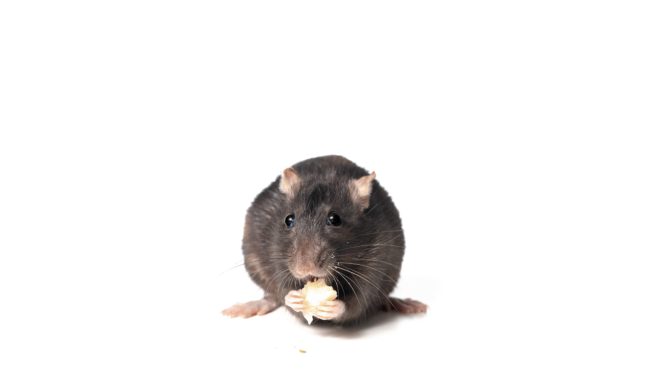 Rat eating