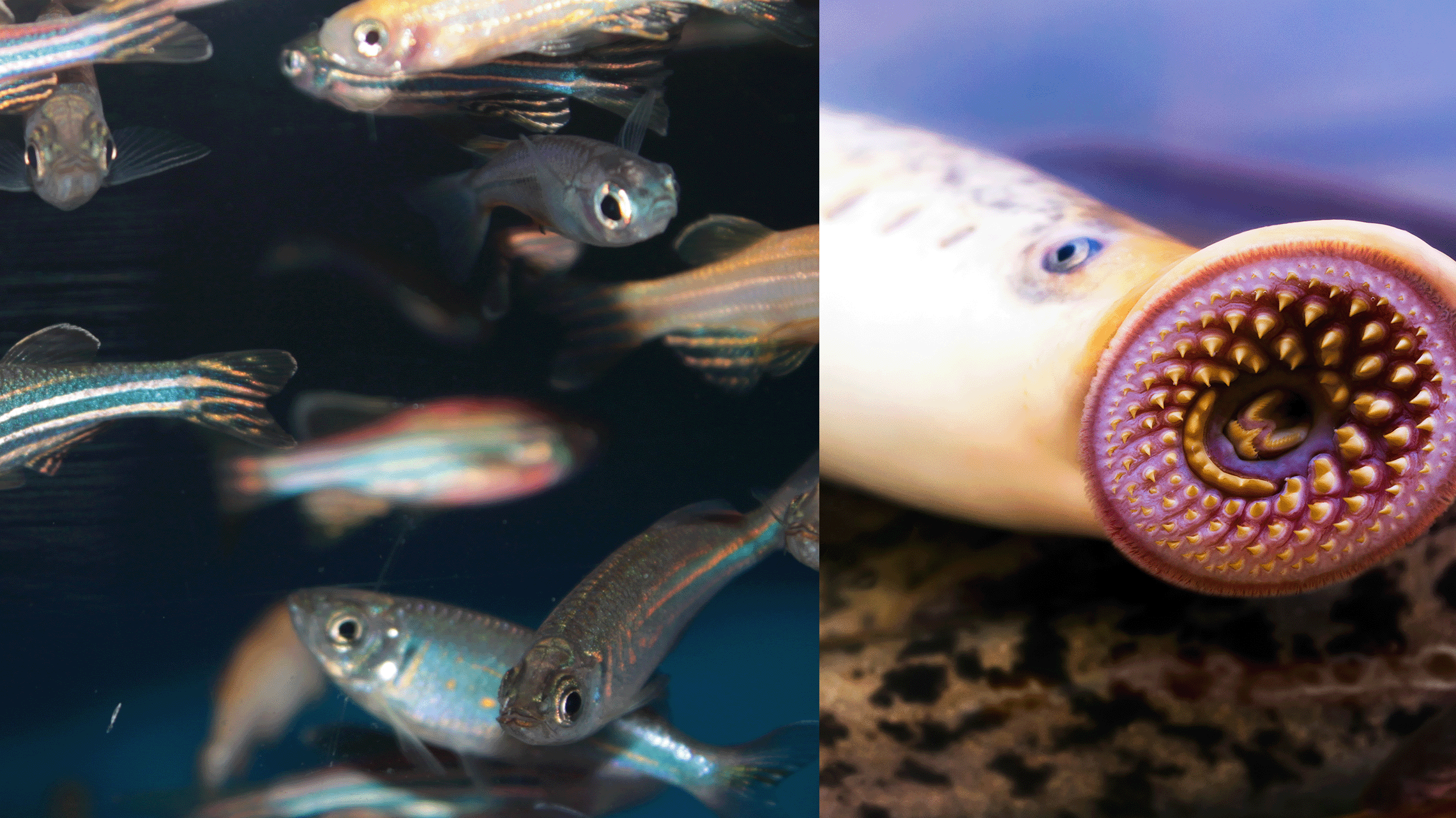 Zebrafish and Lamprey