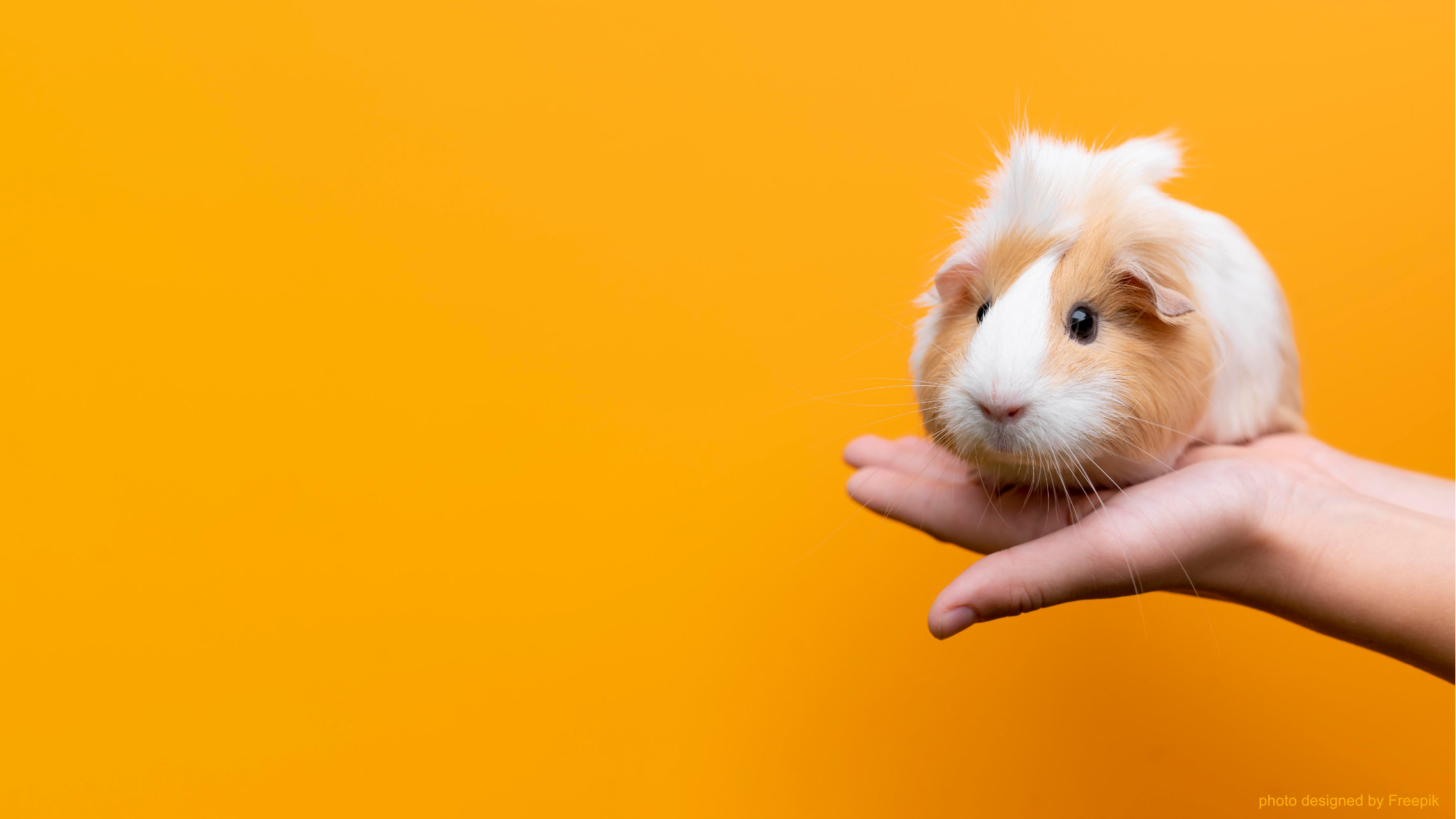 guinea pig yellow background