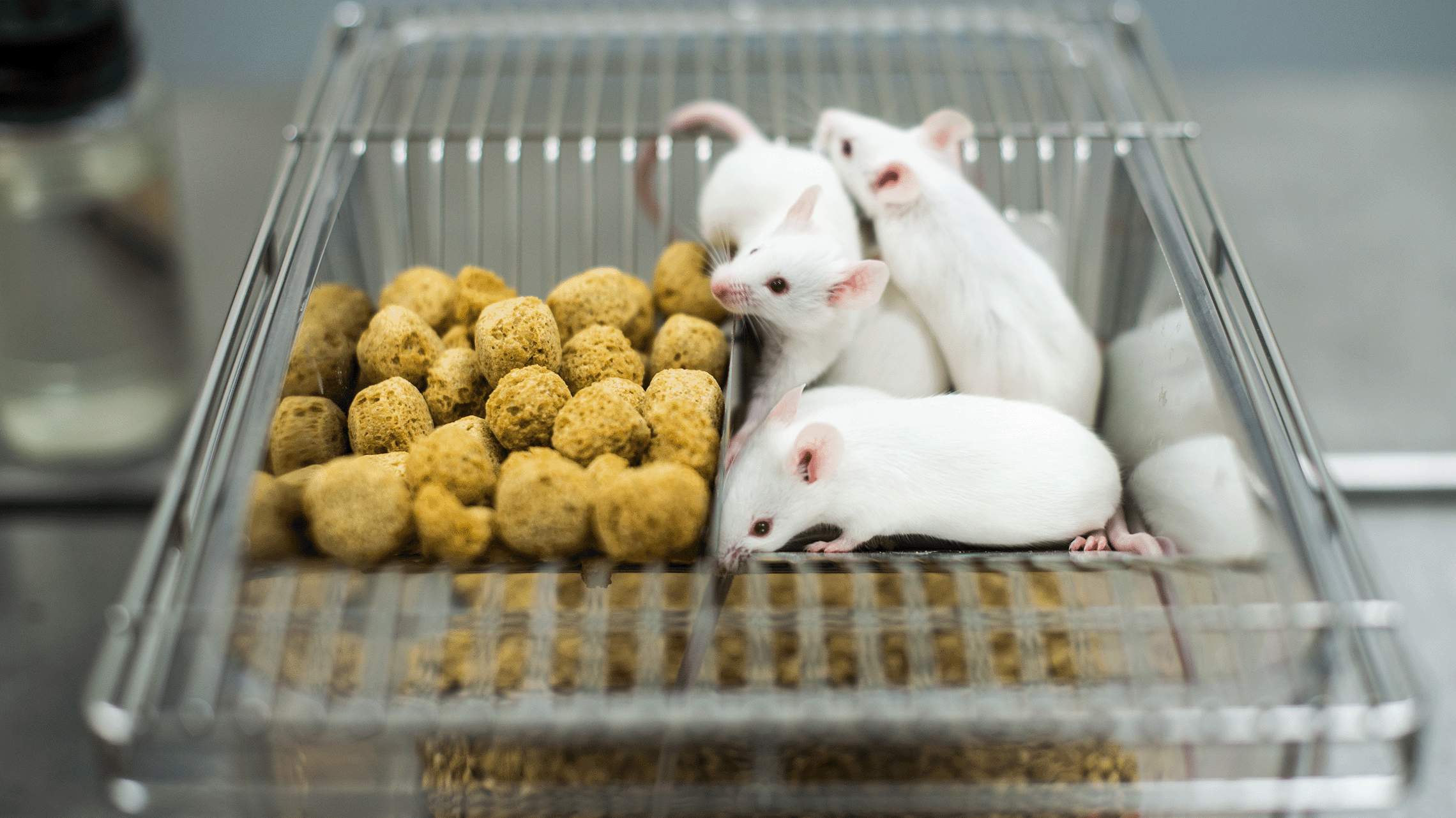 Mice in cage with enrichment