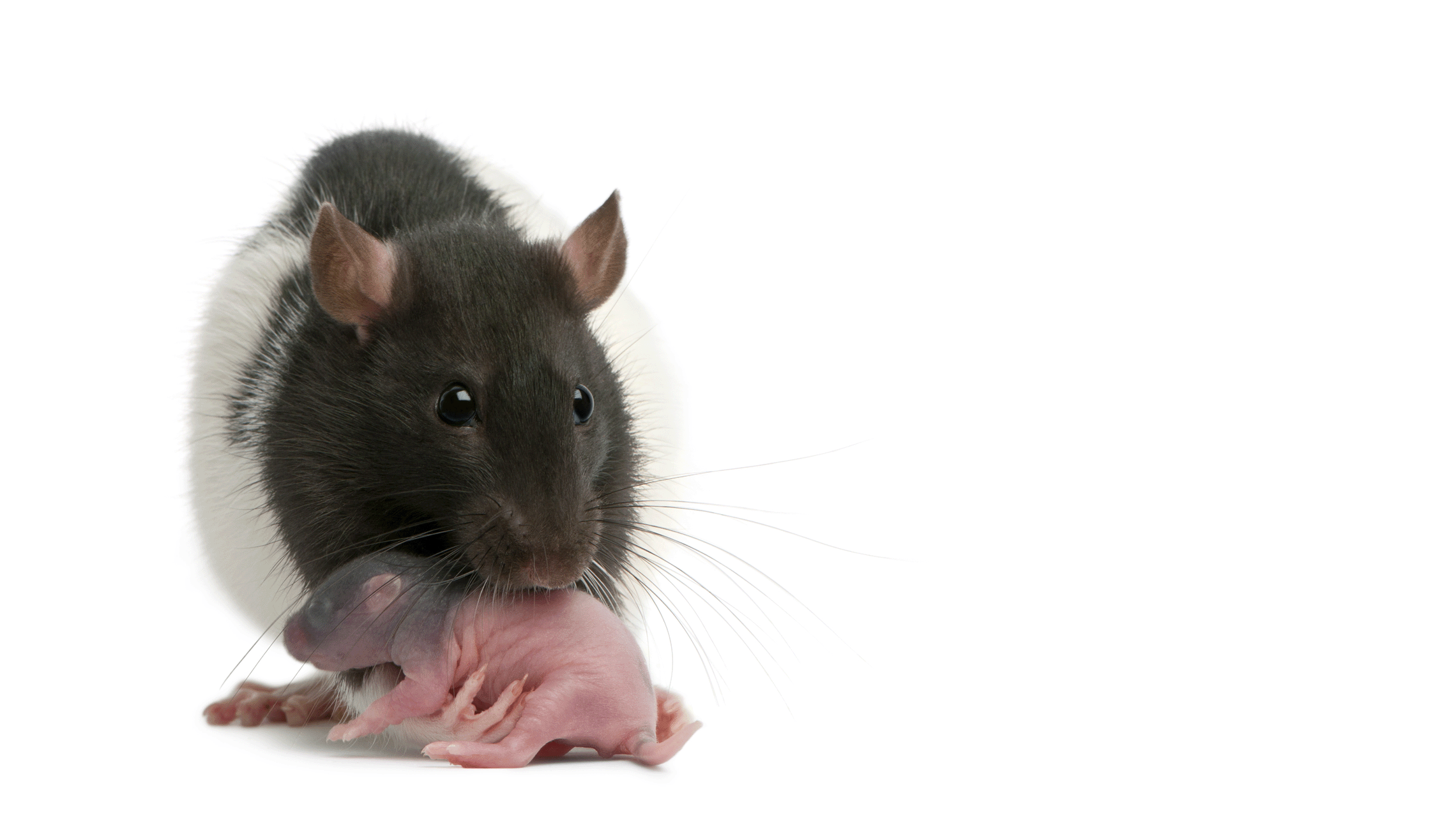 Adult rat with baby rat