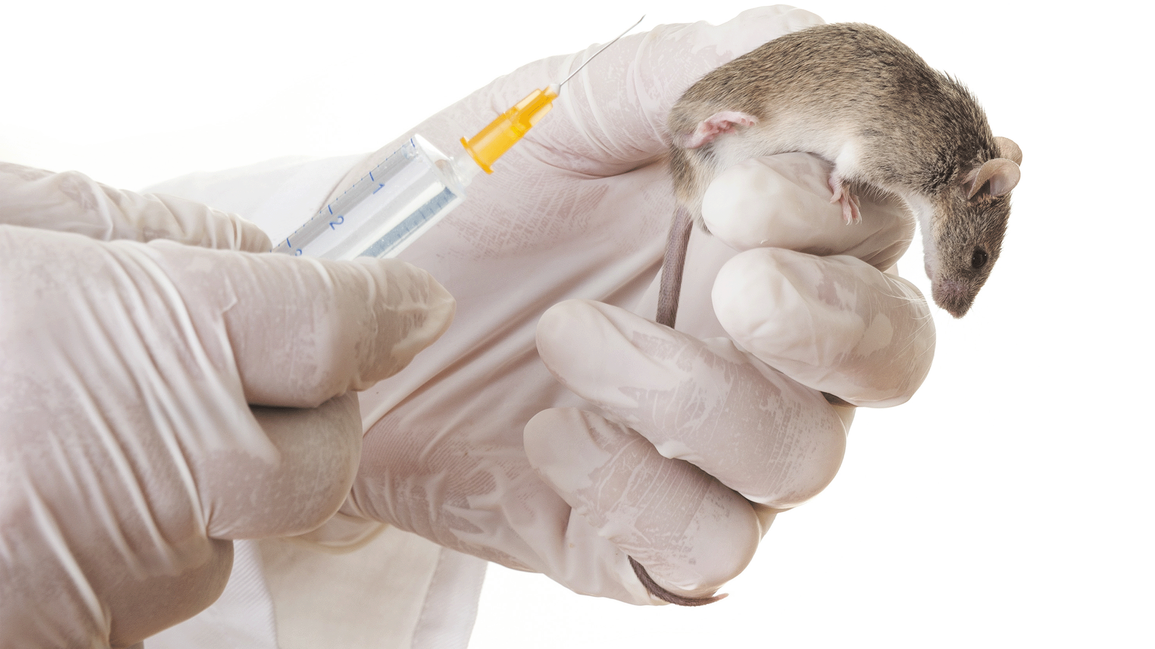 Researcher administering injection to rodent
