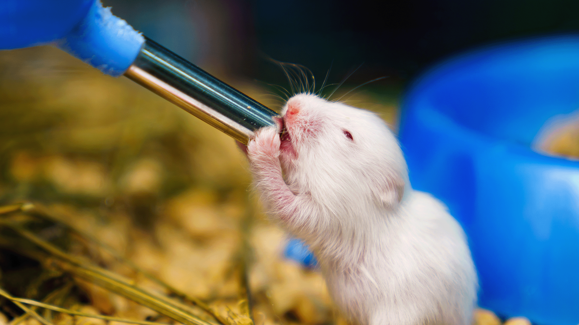 Rodent drinking water