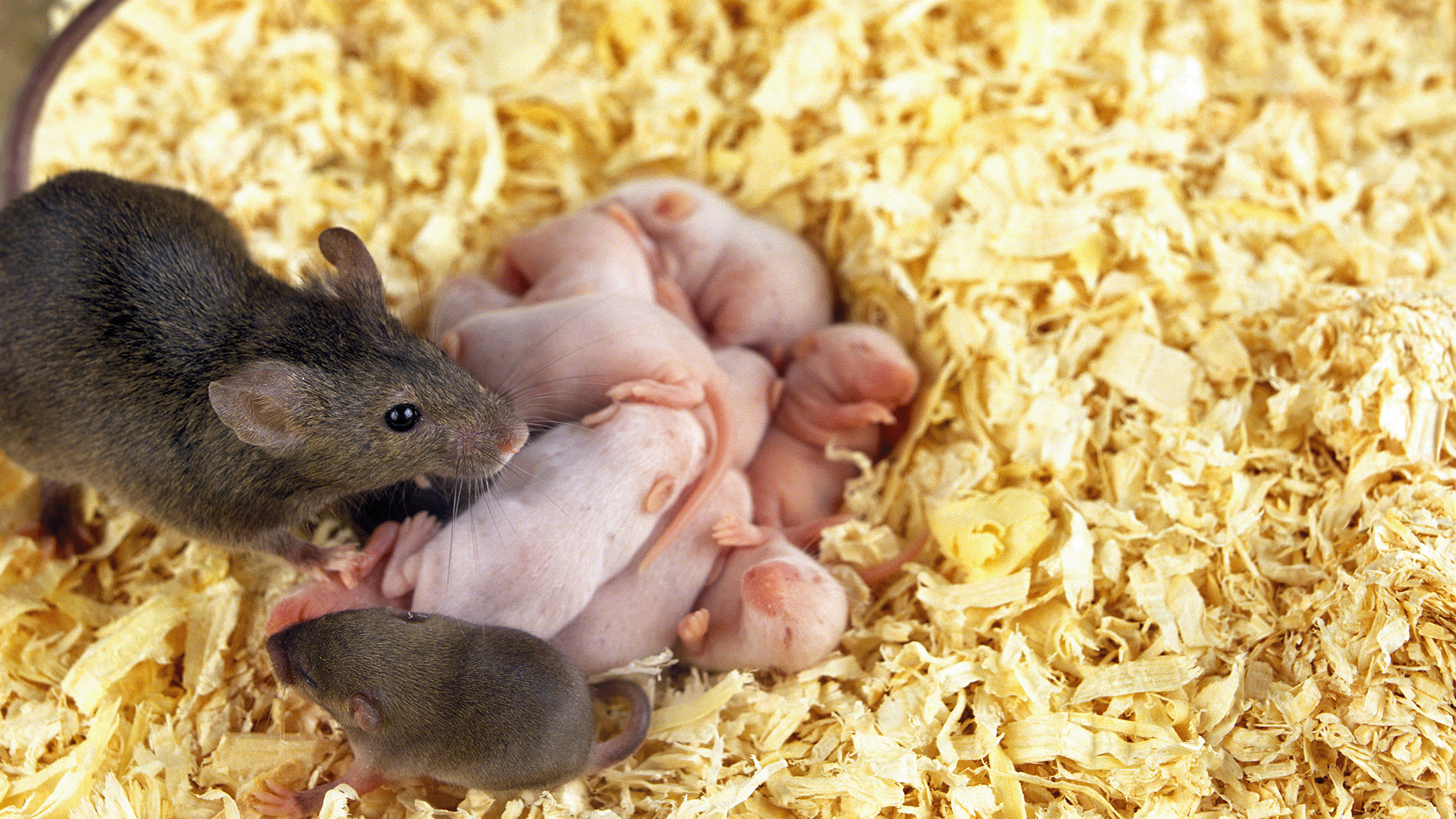 Litter of mice in bedding