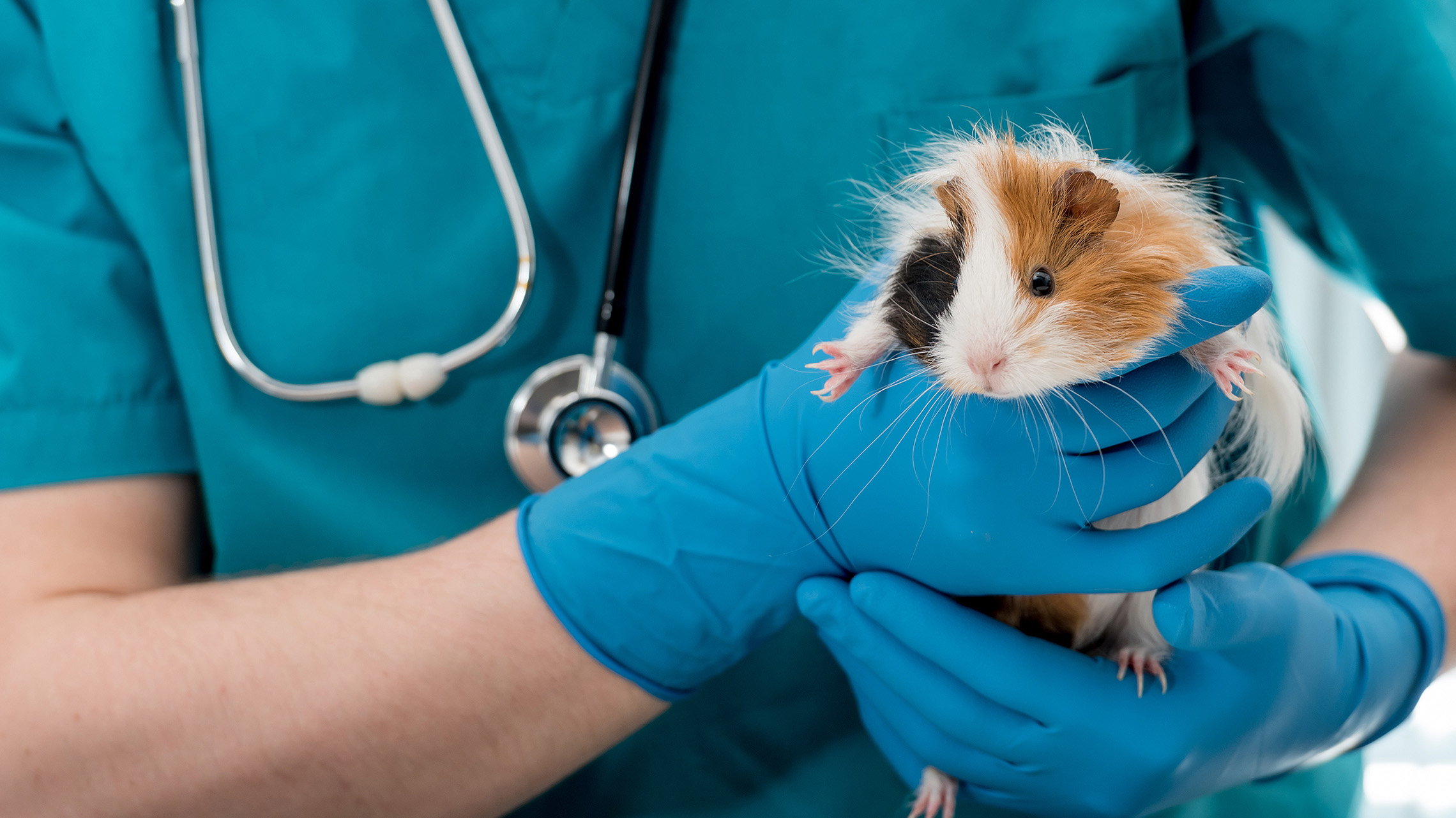 Veterinary tech carrying guinea pig