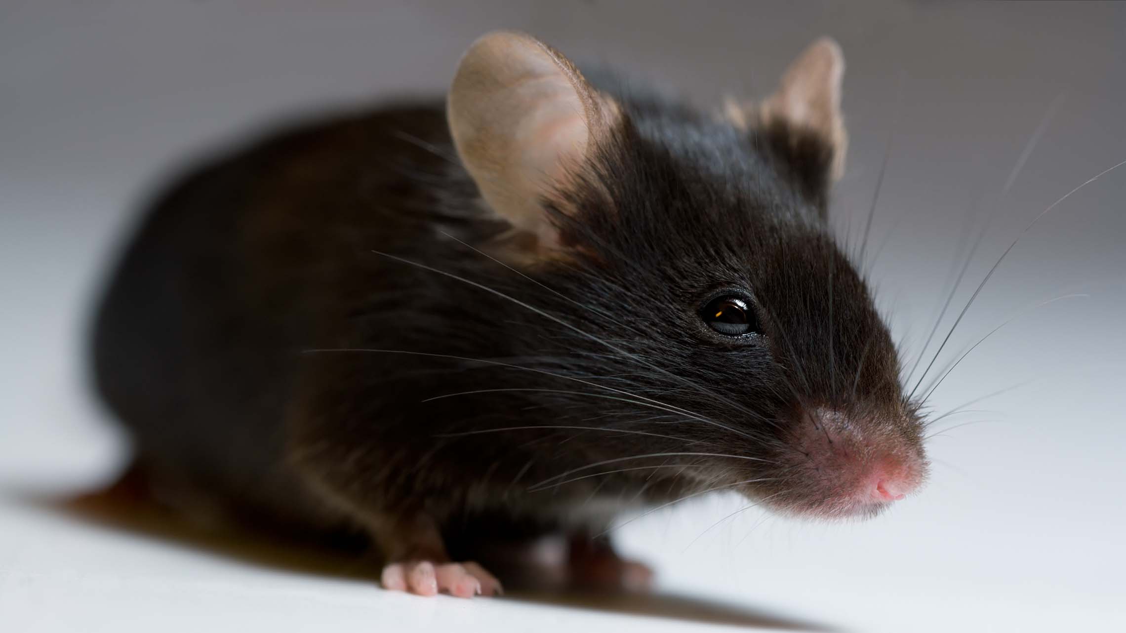 Mouse isolated