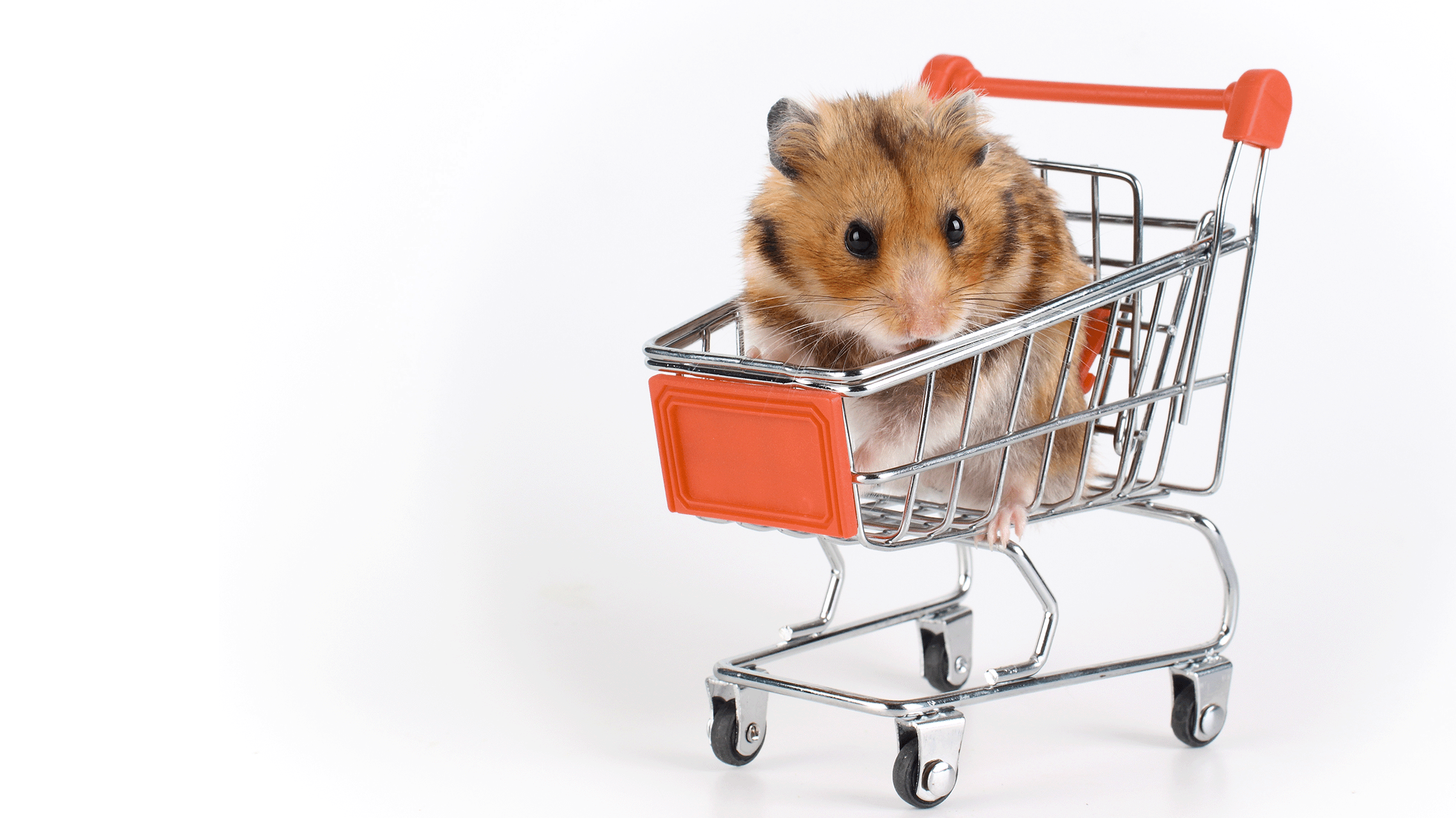 Hamster in a shopping cart
