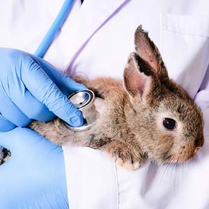 Veterinarian with rabbit