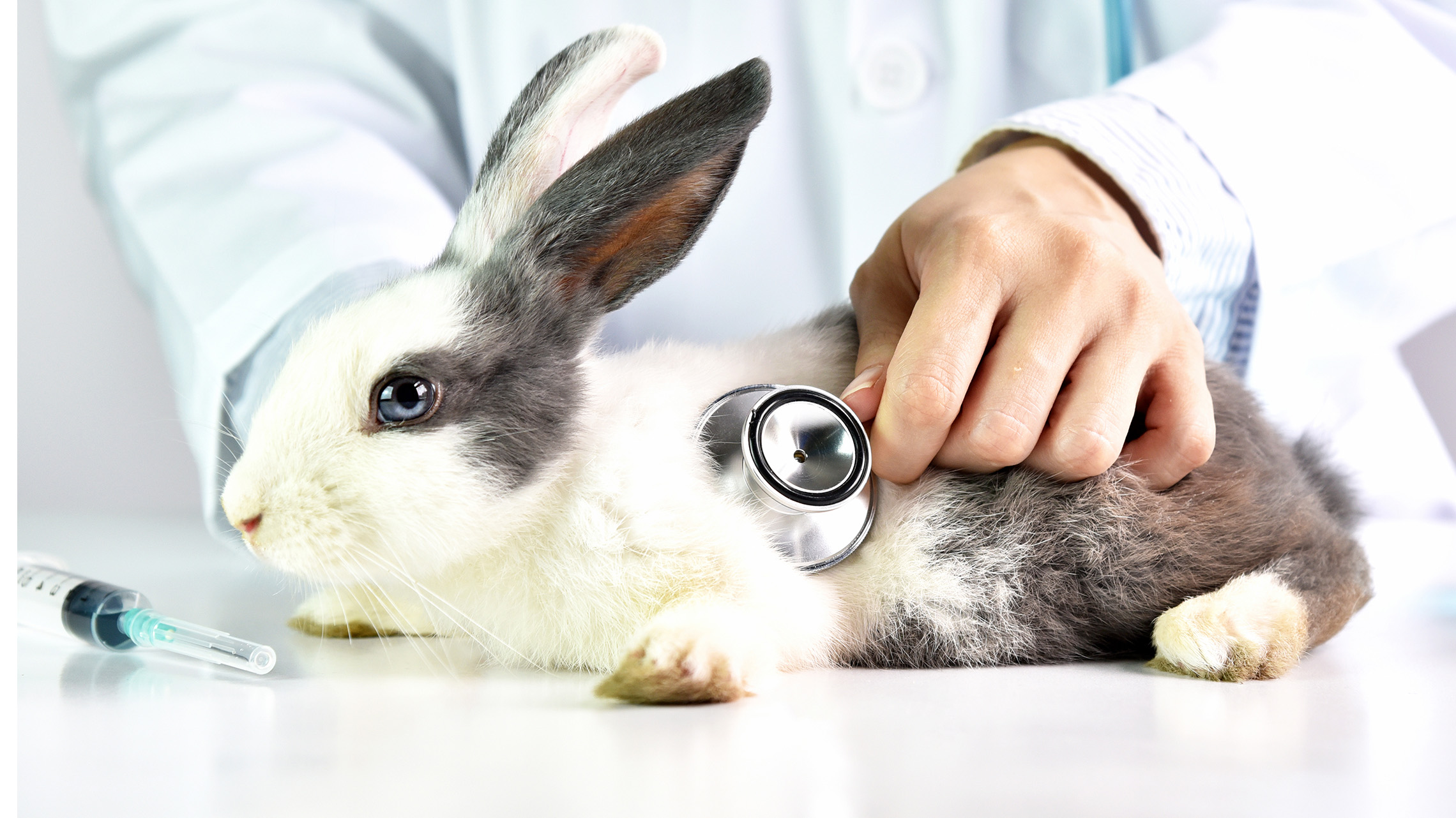 Veterinarian caring for rabbit