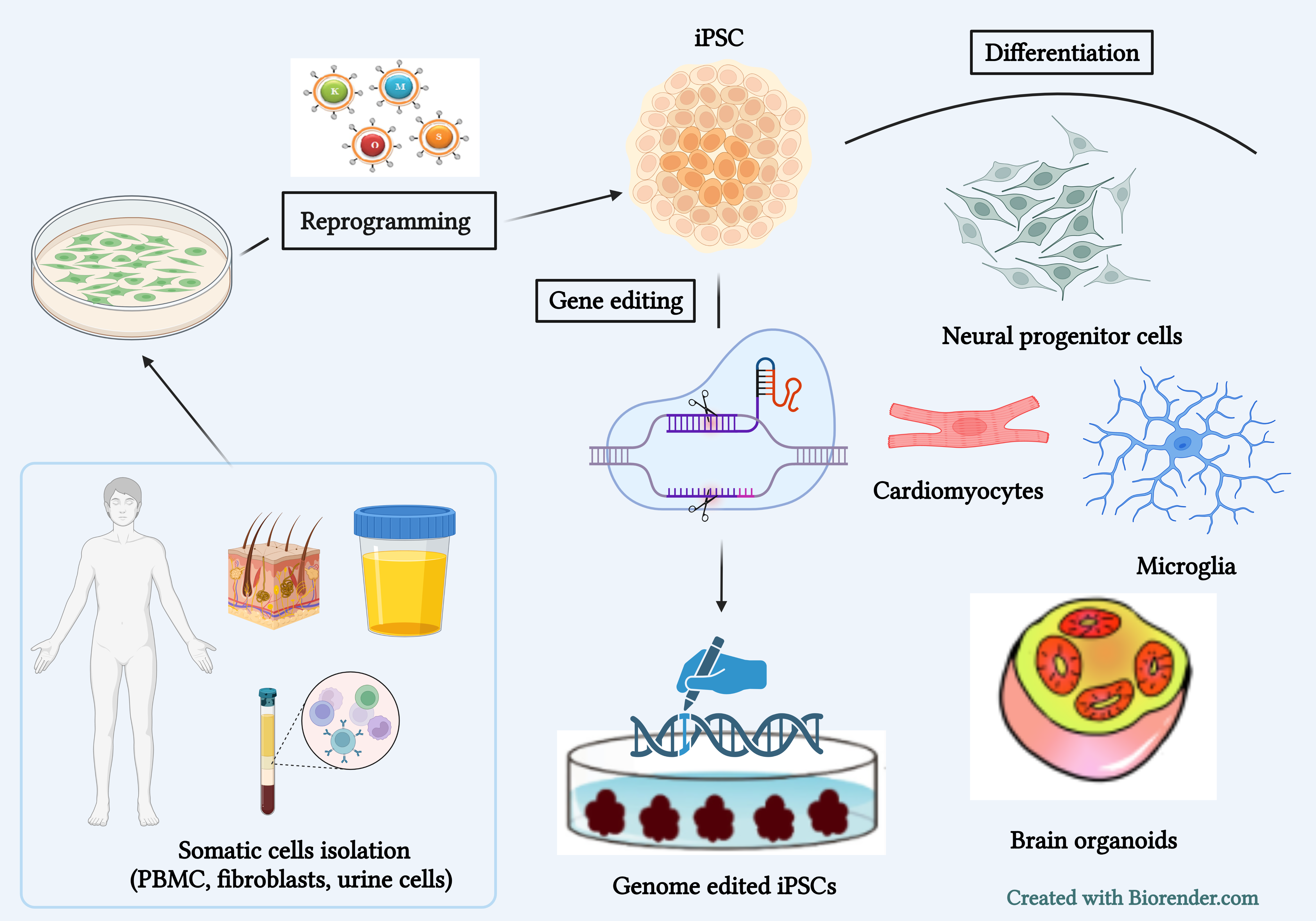 Graph showing process of isolating somatic cells and taking them through the process of reprogramming, gene editing, then to either gene editing and genome edited iPSCs or differentiation of neural progenitor cells, cardiomyocytes, microglia, and brain organoids