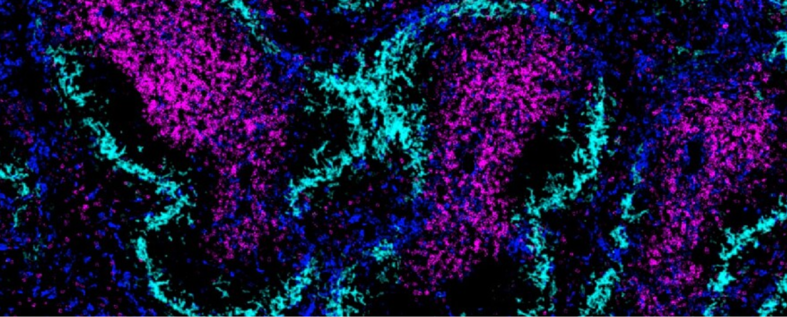 2026 ICI Image Competition