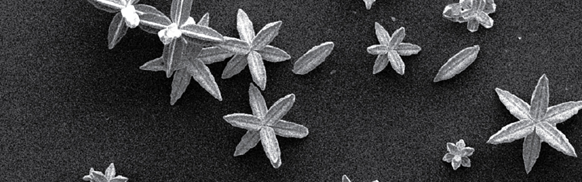 SEM of copper oxide crystals