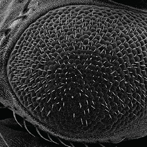 drosophyla-eye-sem